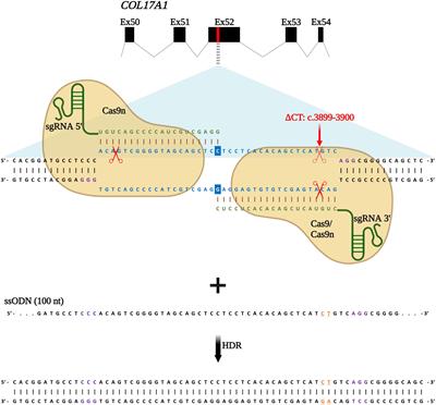 COL17A1 editing via homology-directed repair in junctional epidermolysis bullosa